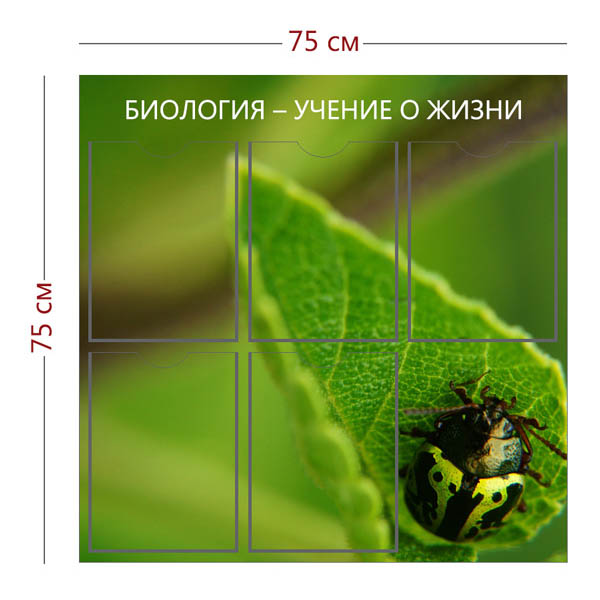 Стенд «Биология – учение о жизни» (5 карманов А4)